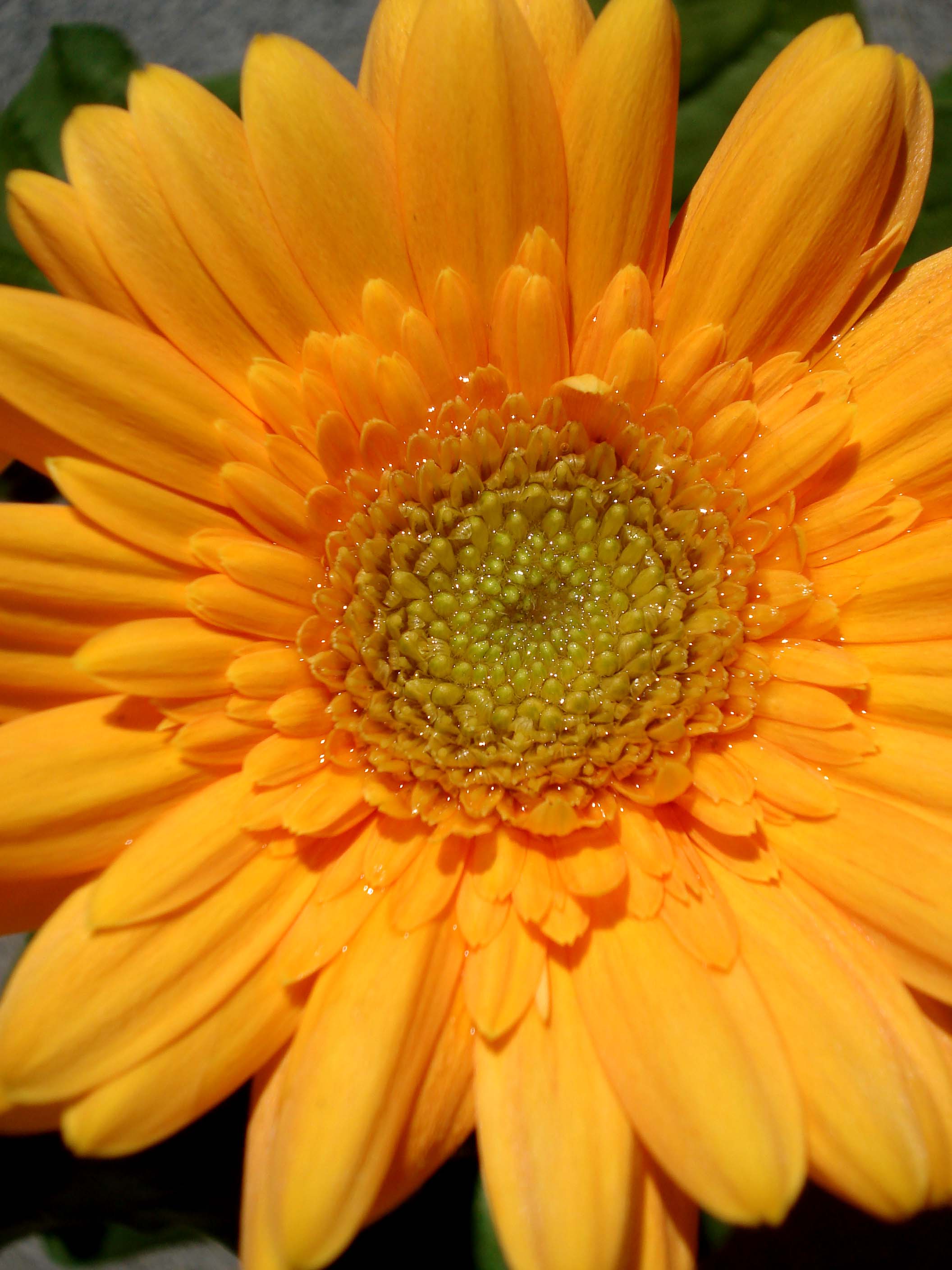 Blume gelb