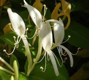 Geißblatt